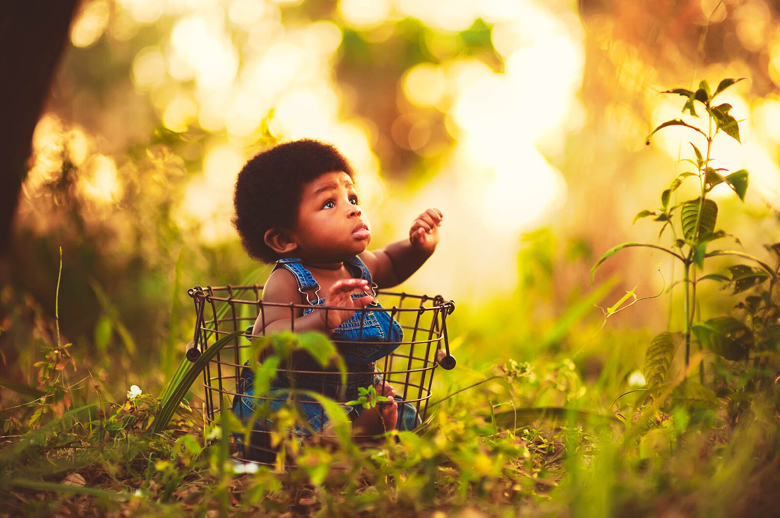 A baby sitting in a wire basket looking up through golden evening light in a Sarasota field